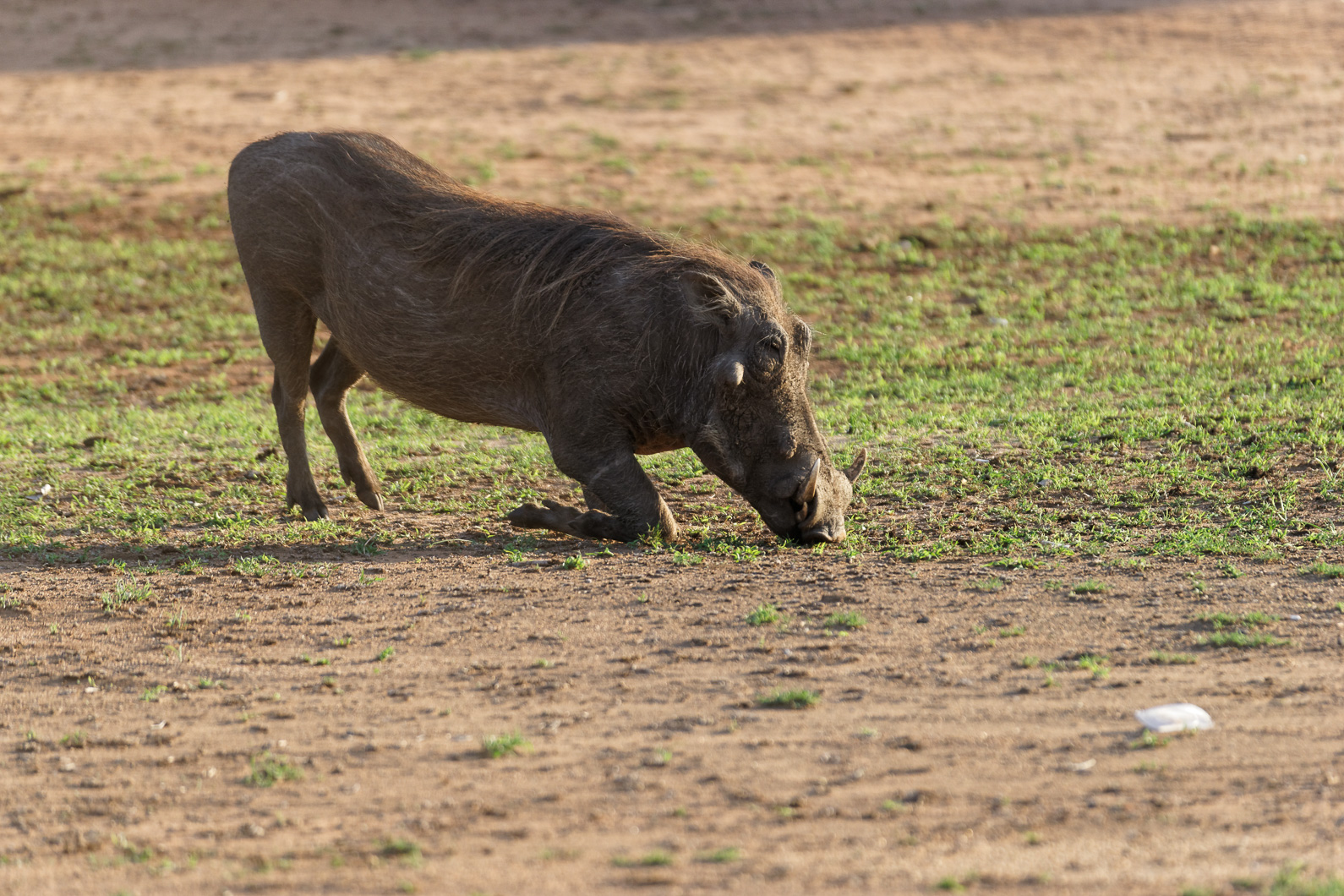 20161112 182533 Warzenschwein
